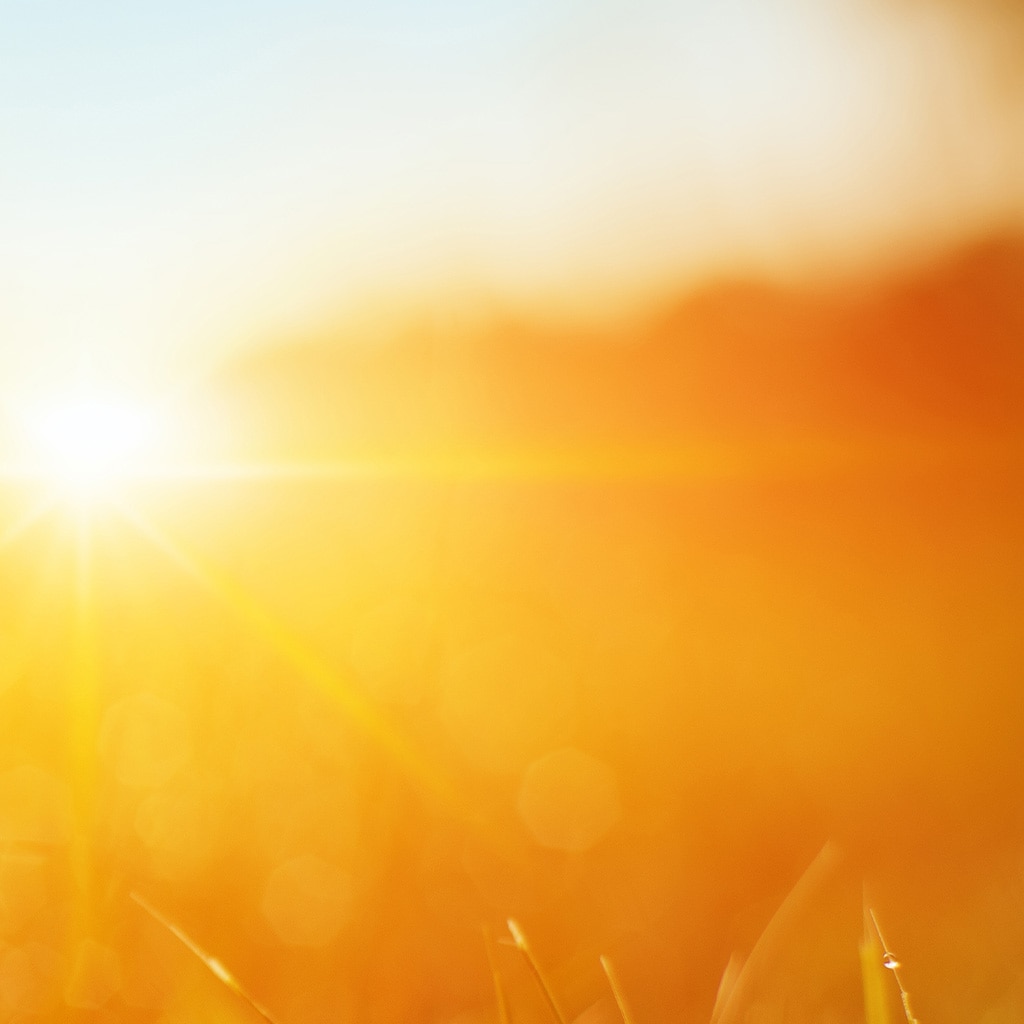 ShupattoコンパクトバッグM Dreamy Conservatory