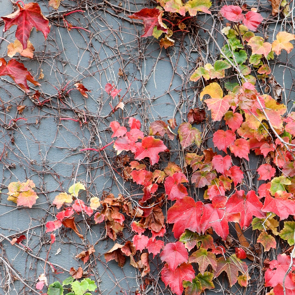 ShupattoコンパクトバッグM Dreamy Conservatory